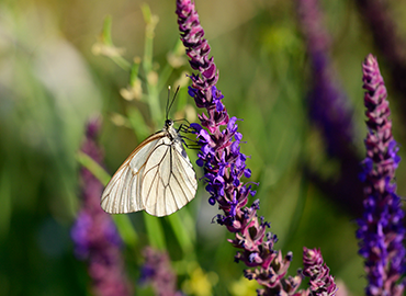 Fostering biodiversity with native flora