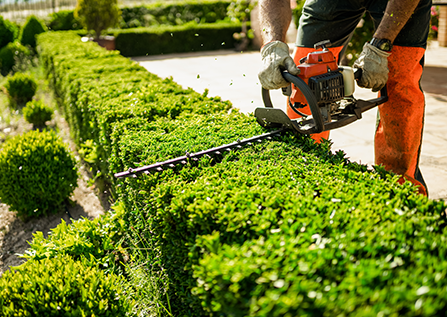 Principles of structural harmony in green spaces