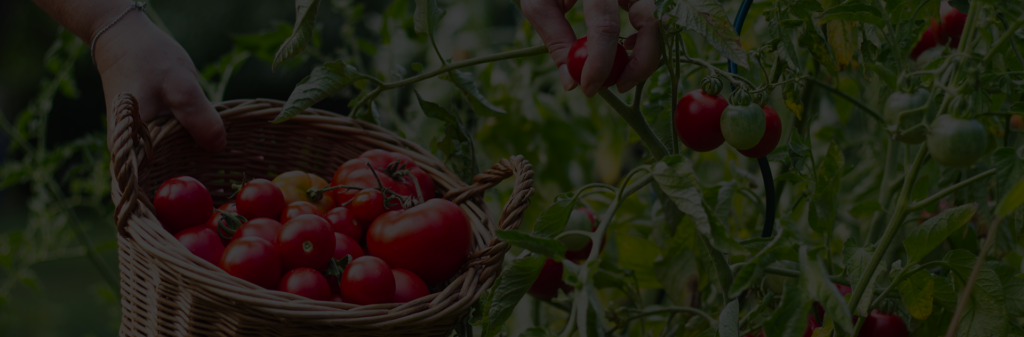 Productive edible gardening