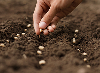 Spring preparation and sowing