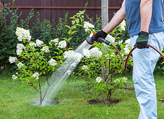 Summer care and irrigation